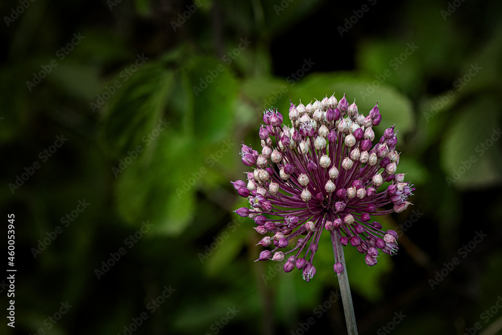 Flower photos from natural environments Flower photos from natural environments