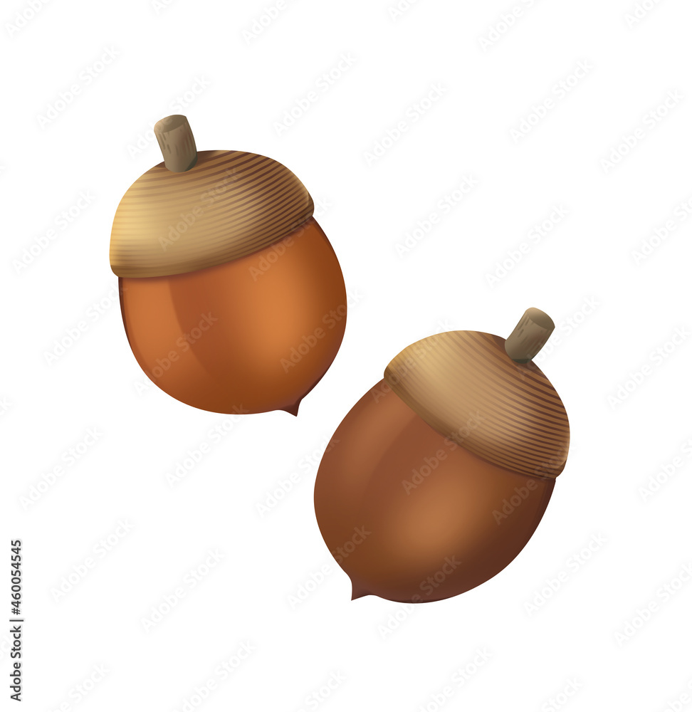 どんぐり イラスト素材 Stock Illustration Adobe Stock