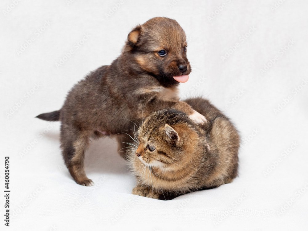 A small puppy is playing with a kitten. Kitten and puppy together on a light background A small puppy is playing with a kitten. Kitten and puppy together on a light background