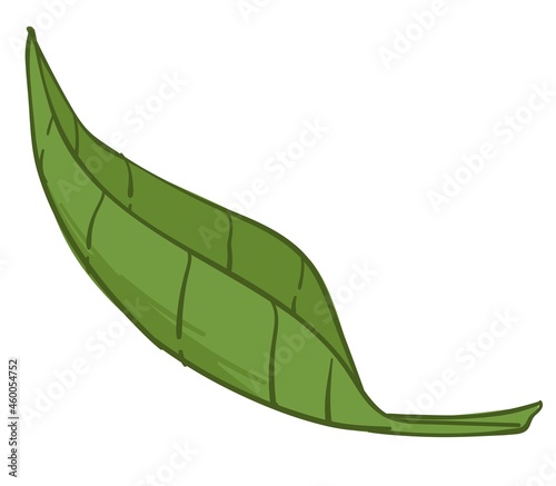 Green foliage of flora, spring or summer revival