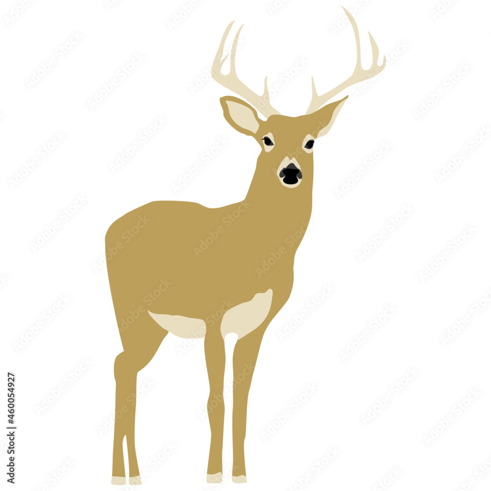 Minimal modern style vector graphic illustration of a male deer stag with light brown or beige fur Minimal modern style vector graphic illustration of a male deer stag with light brown or beige fur