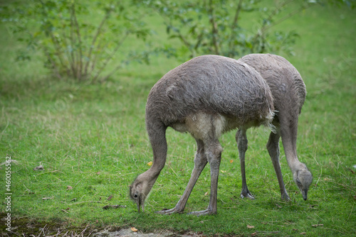 Portrait of two ostrichs standing in a zoologic park photo