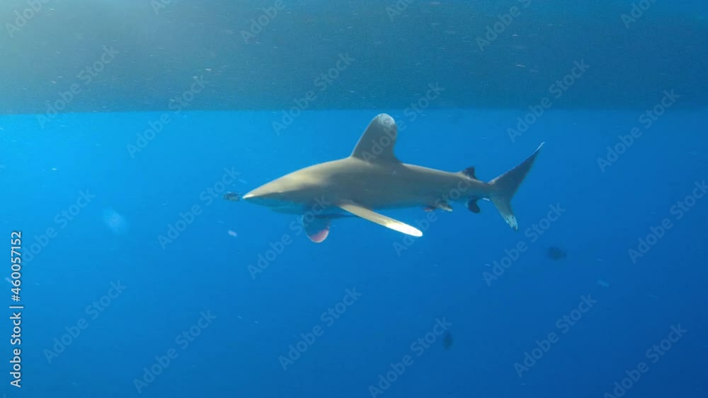 An oceanic whitetip shark (Carcharhinus longimanus) in the Red Sea swimming by close close approach, Brother Islands, Egypt An oceanic whitetip shark (Carcharhinus longimanus) in the Red Sea swimming by close close approach, Brother Islands, Egypt