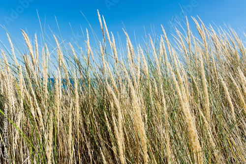 Reeds and sand dunes on the beach, Languedoc Roussillon, France