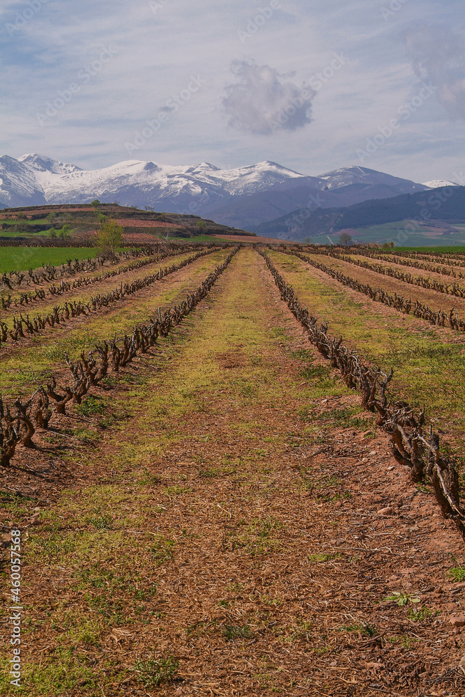 Paisaje de viñedos en invierno de La Rioja Alta.