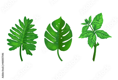 Type Of Leaf illustration
