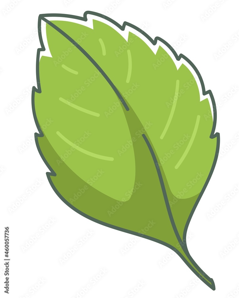 Leaf of strawberry plant, gardening and growing