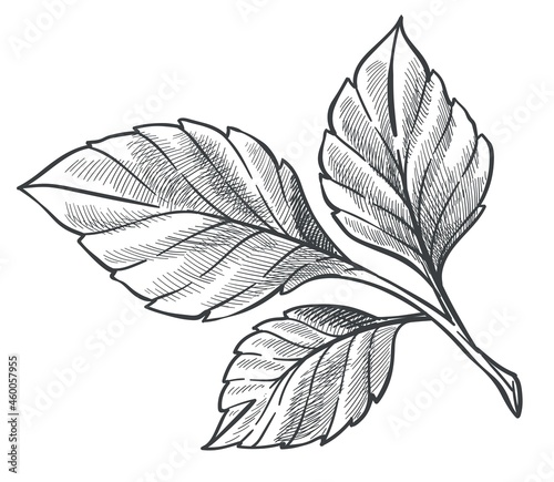 Natural flora of strawberry plant, outline sketch