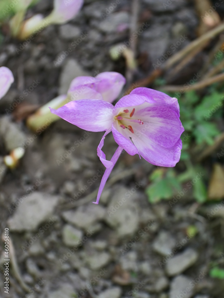 purple crocus flower