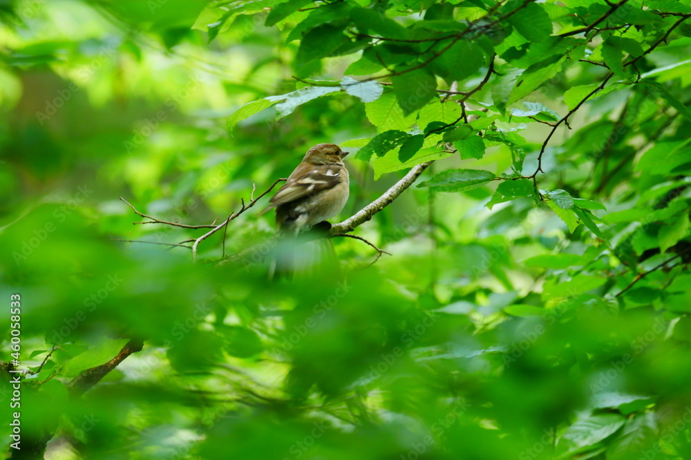 Looking through green beech leaves at a small bird with brown white black plumage Looking through green beech leaves at a small bird with brown white black plumage
