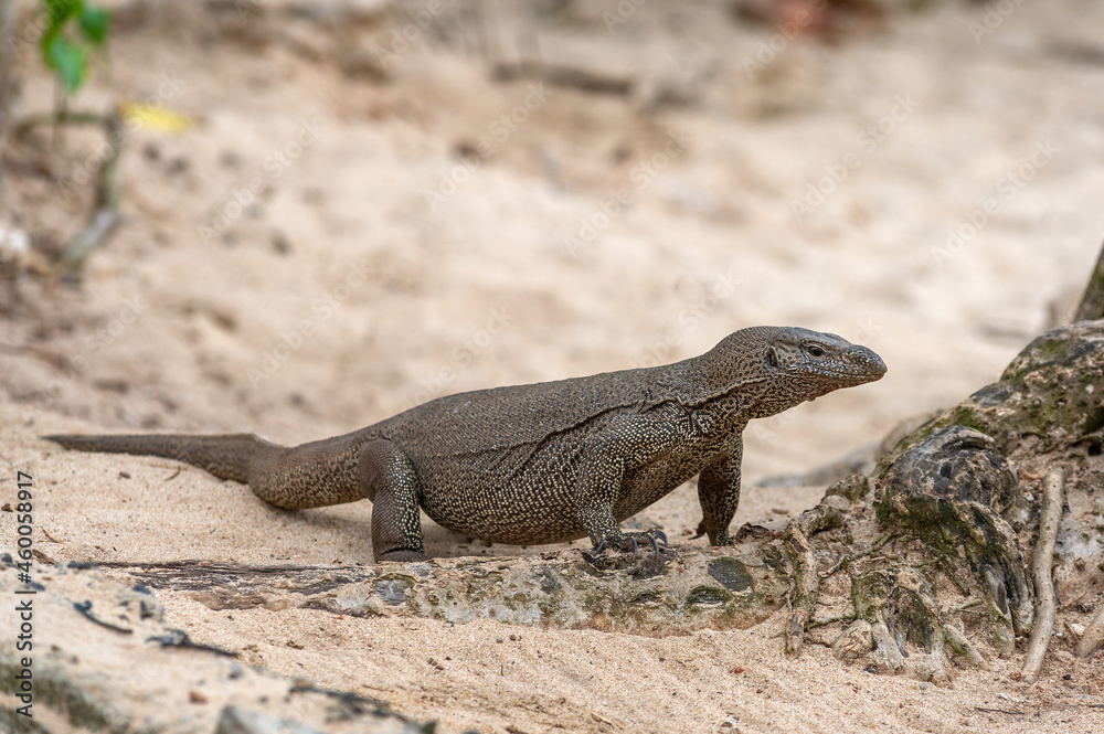 A monitor lizard crawls on the sand on the island of Sri Lanka