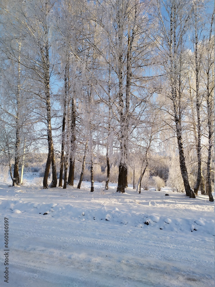 snow covered trees snow covered trees