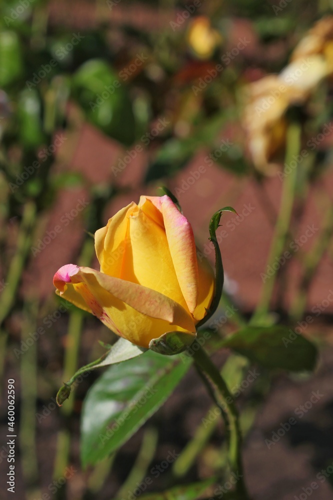 yellow rose in the garden yellow rose in the garden
