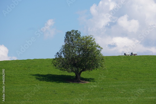 Baum im Grünen
