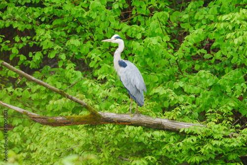 Ardea cinerea a gray heron stands on an old log in front of a green deciduous forest