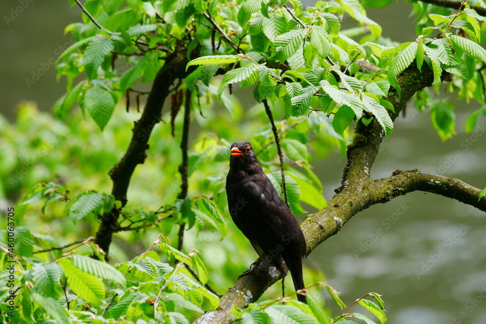 a male blackbird with an orange beak sits on a branch with green leaves in spring and looks at the camera a male blackbird with an orange beak sits on a branch with green leaves in spring and looks at the camera
