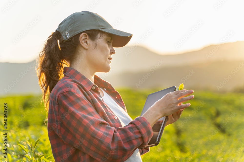 Farmer with a digital tablet in tea fields at sunset. Smart farming Farmer with a digital tablet in tea fields at sunset. Smart farming