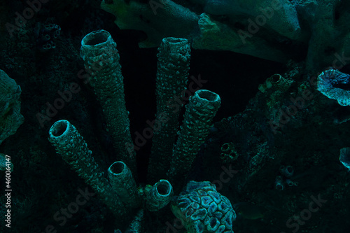 Fototapeta Naklejka Na Ścianę i Meble -  dark coral reef formation on the ocean floor