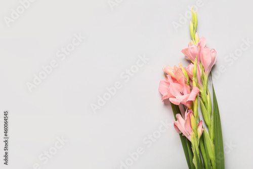 Fototapeta Naklejka Na Ścianę i Meble -  Gorgeous gladiolus flowers on light background