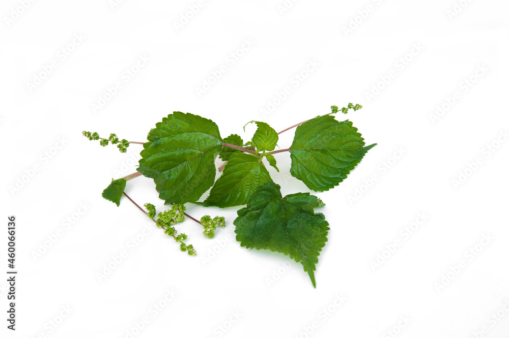 Naklejka premium Laportea interrupta isolated on white background.Thai herbs. Fur irritates the skin. Organized in the Kalangtang family (URTICACEAE or CECROPIACEAE)