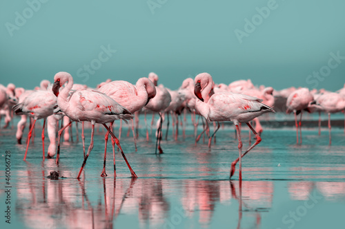 Close up of beautiful African flamingos that are standing in still water with reflection. Namibia 