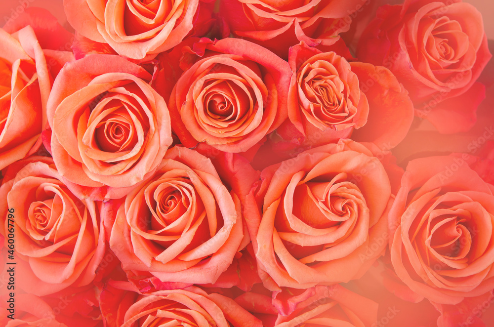 Background of orange and peach roses. - Image Background of orange and peach roses. - Image