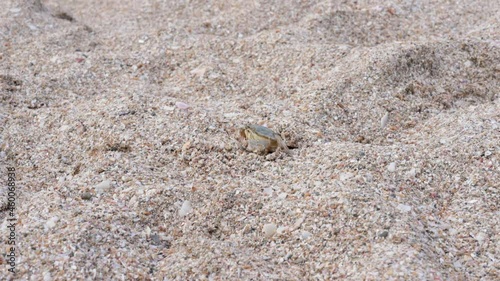 A small crab is buried in the sand by the sea.