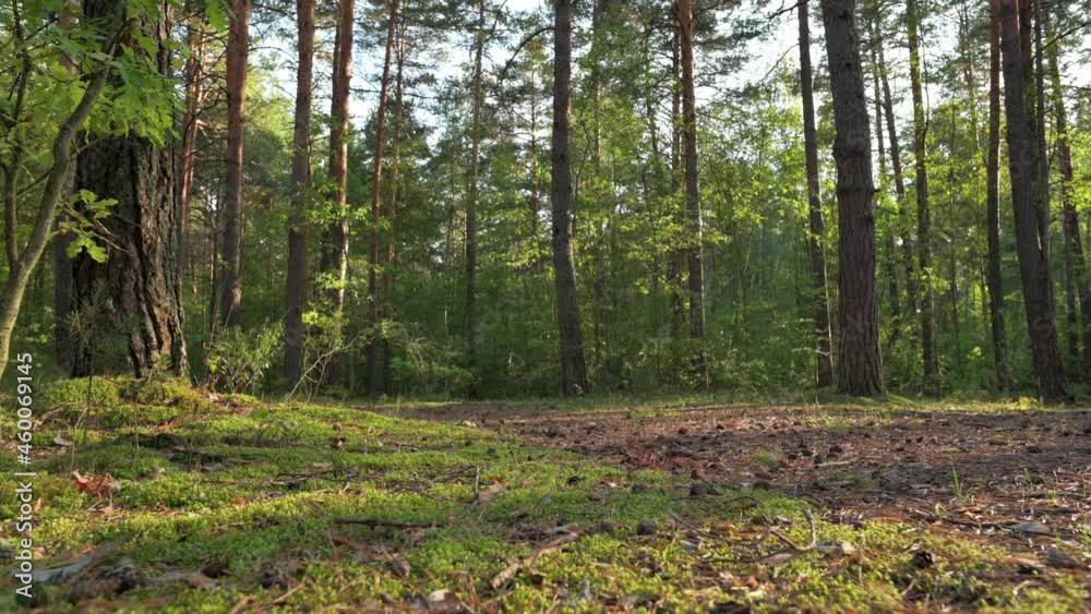 View from the bottom: a slender girl goes in for sports in the forest. Early morning outdoor jogging. View from the bottom: a slender girl goes in for sports in the forest. Early morning outdoor jogging.