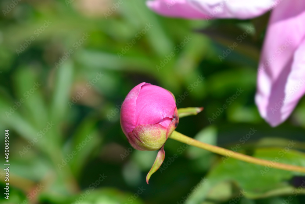 Fragrant peony Fragrant peony