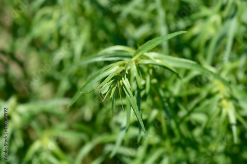 Tarragon leaves