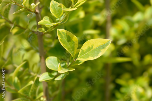 Golden privet