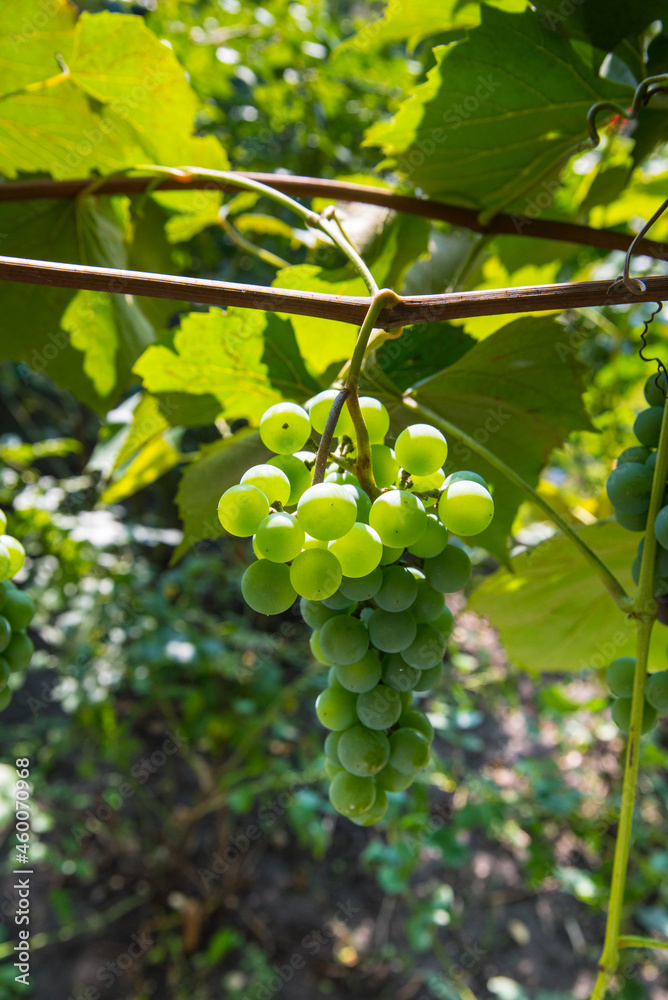 Bunches of green grapes close-up