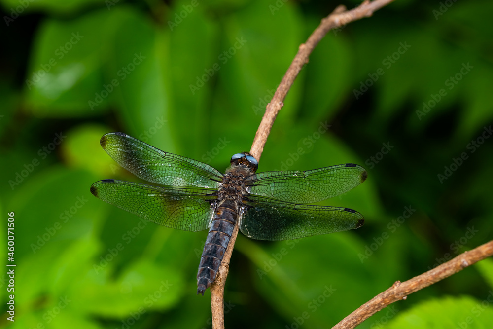 Close up of resting dragonfly on a branch in a sunny day. Close up of resting dragonfly on a branch in a sunny day.