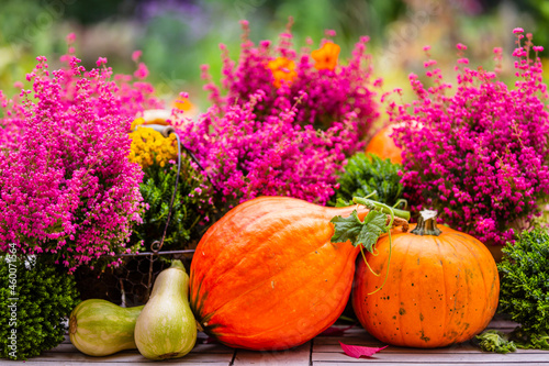 Autumn harvests. Pumpkins and heathers on a wooden table in the garden.