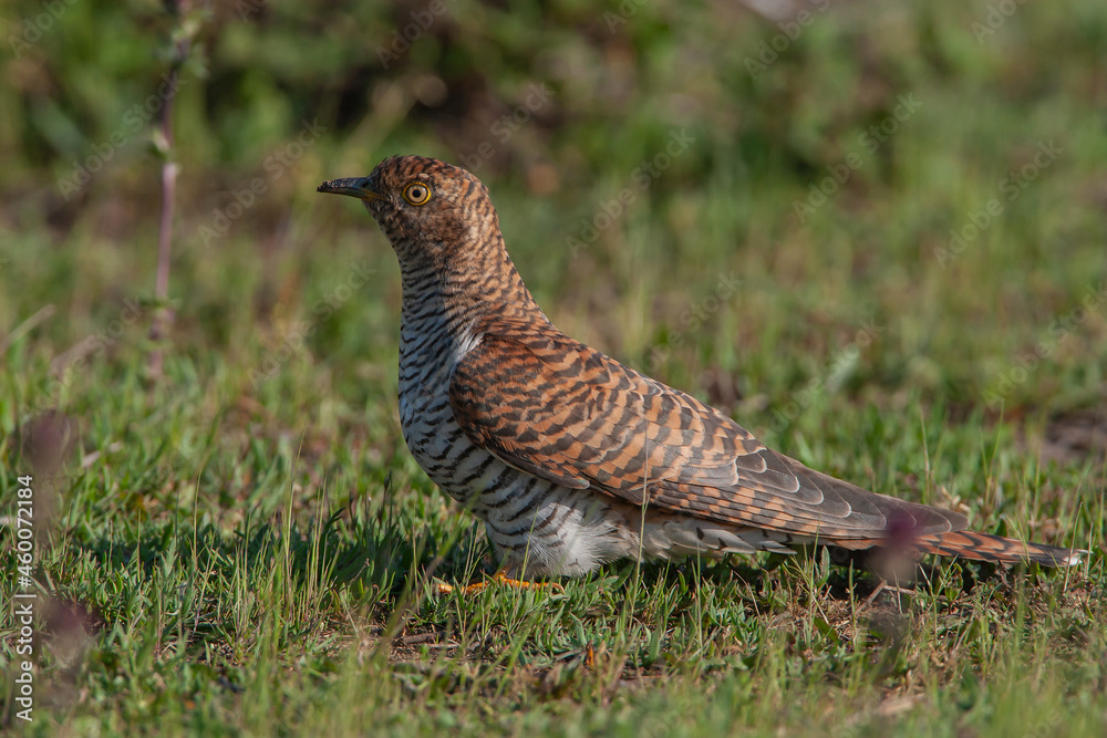 Common Cuckoo (Cuculus canorus) feeding on grass in meadow Common Cuckoo (Cuculus canorus) feeding on grass in meadow