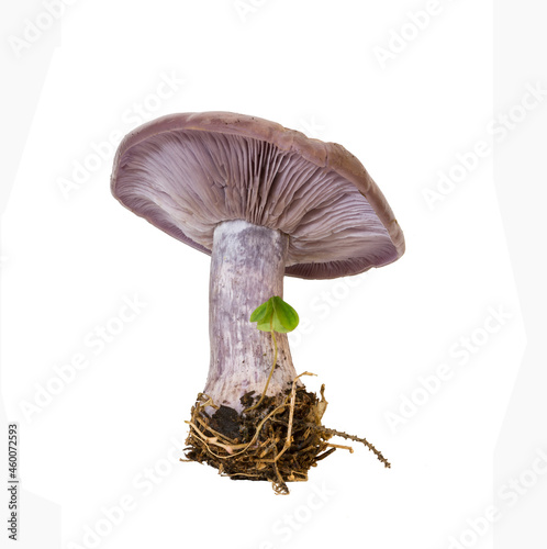 Tableau sur toile forest mushroom ryadovka purple on a white background isolated, closeup