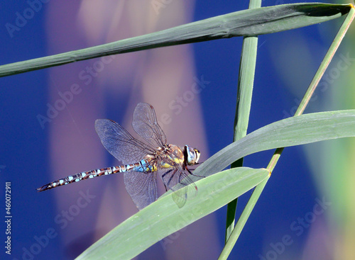 Migrant hawker Dragonfly on a fresh water reed leaf at Blashford Lakes Nature Reserve, Hampshire, England