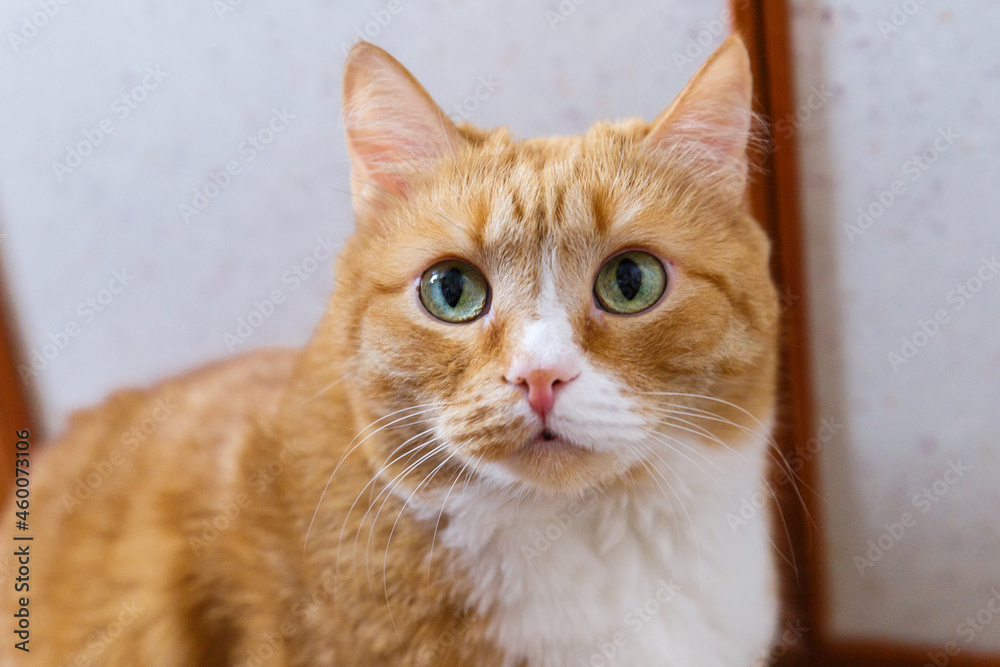 Close-up portrait of an adult red cat. Close-up portrait of an adult red cat.
