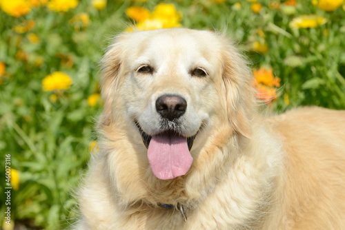 dog golden retriever portrait in front of flowers
