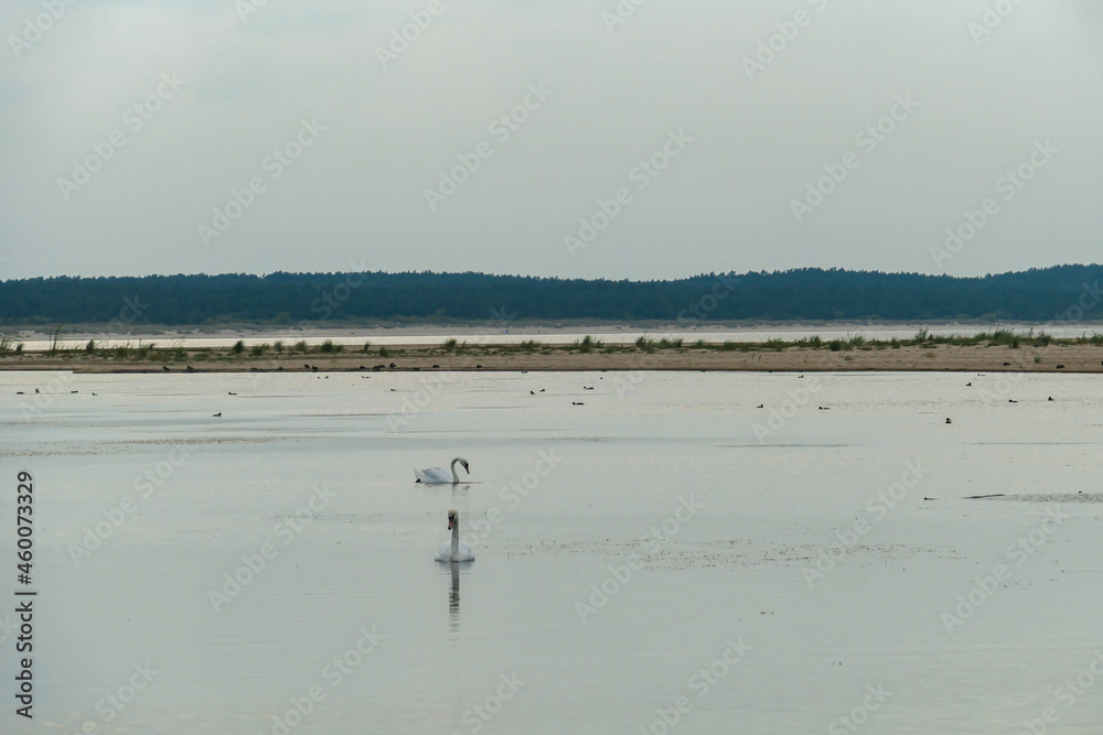 The coastal line of a sandy beach by the Baltic Sea on Sobieszewo island, Poland. There is a small pond separated from the sea by sand dunes with two swans swimming across it. A bit of overcast.