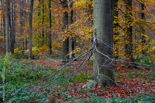 European beech tree in old-growth forest photo