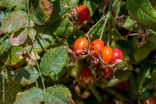 Rosehip berries on a bush close-up. Autumn harvest, natural vitamins.