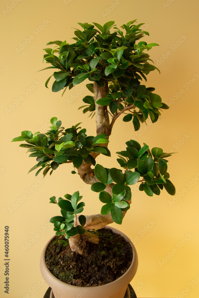 Foto de Ficus Ginseng Bonsai tree in plastic pot. Ficus microphylla