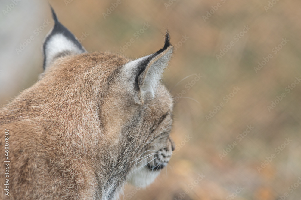 Obraz premium The Eurasian lynx - Lynx lynx - adult animal neck and ears