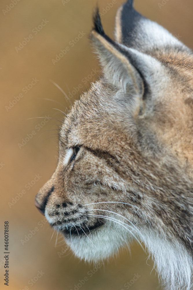 The Eurasian lynx - Lynx lynx - close up portrait of adult animal The Eurasian lynx - Lynx lynx - close up portrait of adult animal