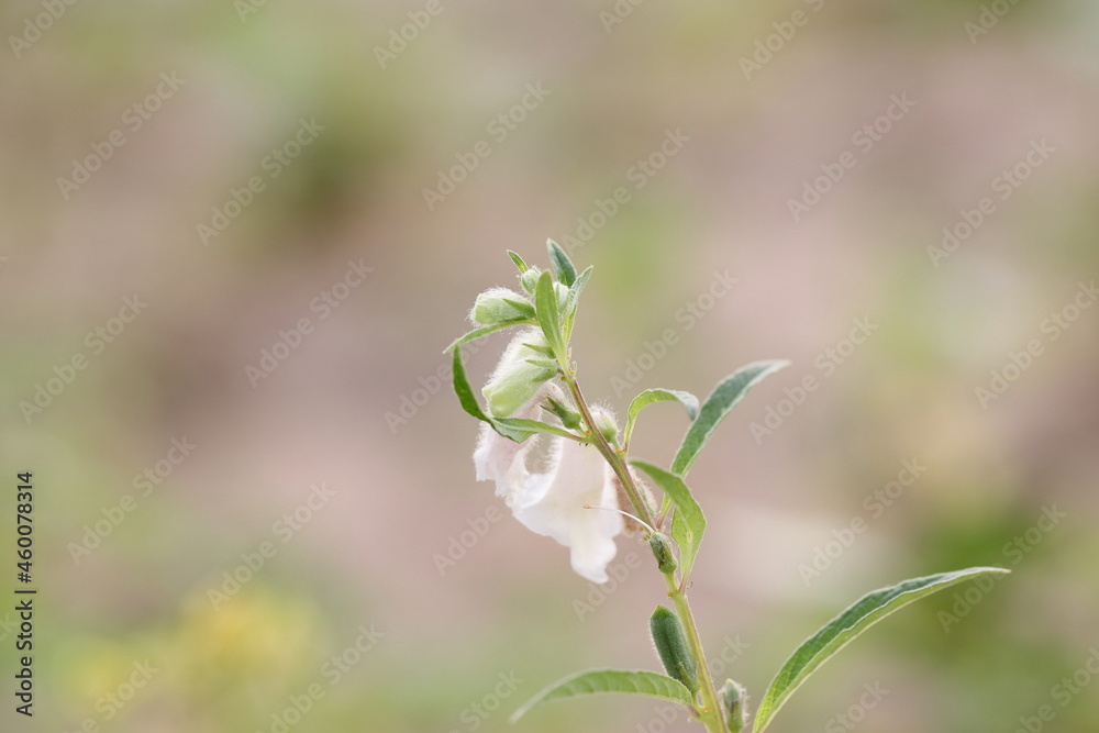 Fresh oil seeds flowers of oilseeds and unripe green fruits growing on Hybrid Thai variety of organic oilseed plant in agriculture field in india Fresh oil seeds flowers of oilseeds and unripe green fruits growing on Hybrid Thai variety of organic oilseed plant in agriculture field in india