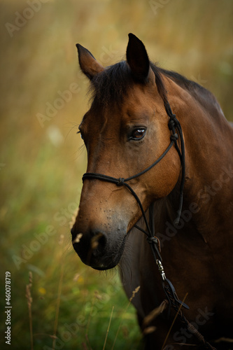 Brown horse potrait in nature background