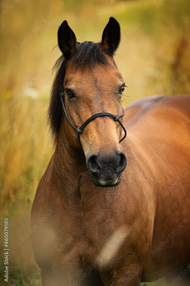 Fototapeta premium Brown warmblood horse in front of a summer grain field