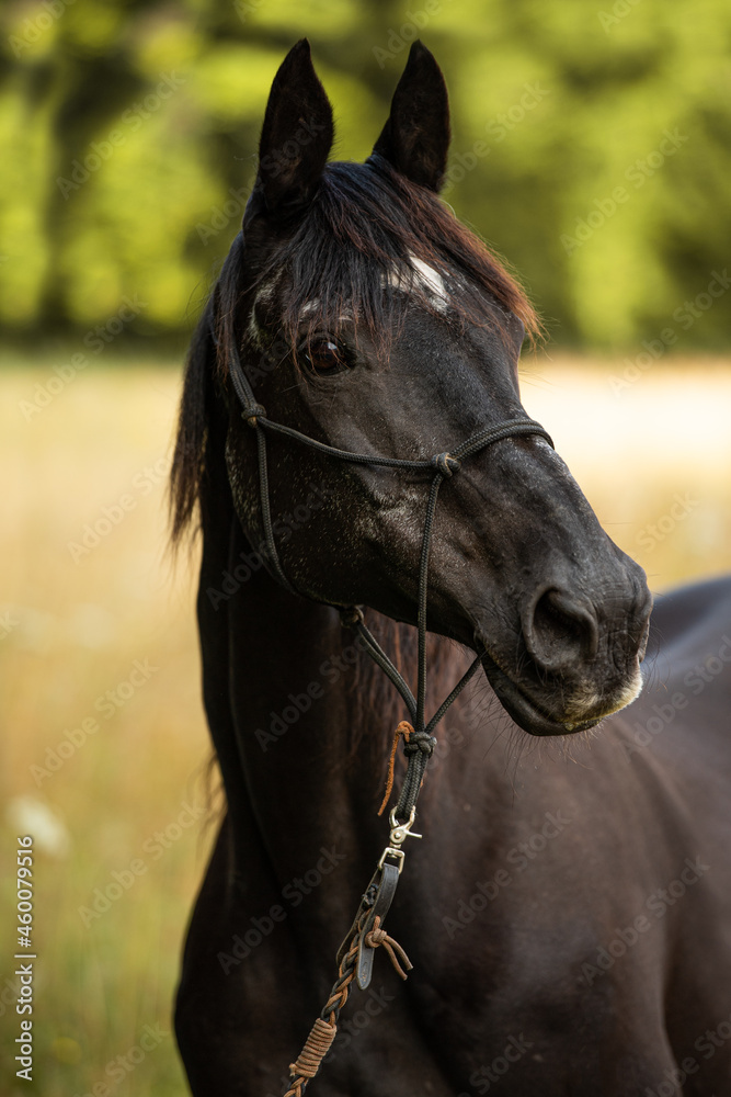 Black warmblood horse in front of a summer grain field Black warmblood horse in front of a summer grain field