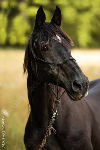 Black warmblood horse in front of a summer grain field  © DoraZett